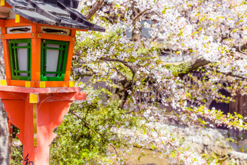 祇園白川の桜