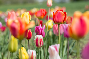 Fototapeta premium Field with blooming tulips. The colors of the flowerheads include red, pink and yellow. Tulips are a popular cut flower.