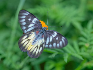 Close-up Top view of Red Base Jezebel Butterfly feeding on pollen of flower with green nature blurred background, found in Doi Inthanon, Chiang Mai, Thailand.