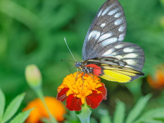 Close-up side view of Red Base Jezebel Butterfly feeding on pollen of flower with green nature blurred background, found in Doi Inthanon, Chiang Mai, Thailand.