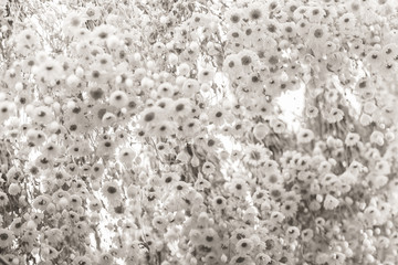 Beautiful flowers texture background. Nature flora background