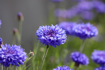 京都ぶらり、上賀茂橋あたりで初夏の花