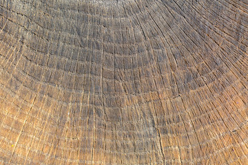 Close up of cut wood. The numerous rings represent the age of the tree.. Wood texture.