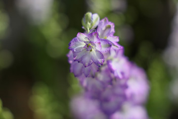 京都ぶらり、上賀茂橋あたりで初夏の花