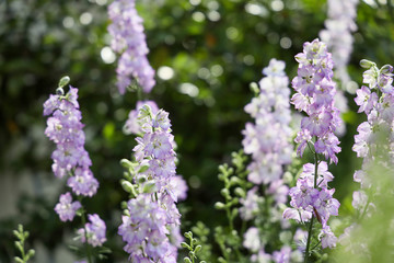 京都ぶらり、上賀茂橋あたりで初夏の花