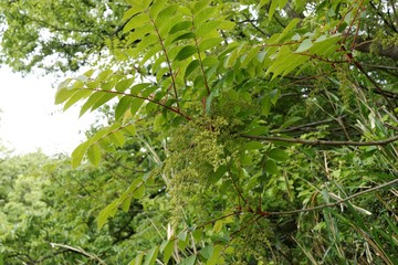 ヤマウルシ、花をつけたヤマウルシ