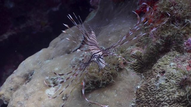 Lionfish at the Philippines
Filmed with Sony AX700 1080 HD 100FPS
Gates Underwater Housing