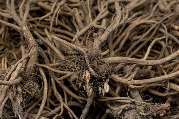 Flower roots in a basket prepared and selected for planting or storage