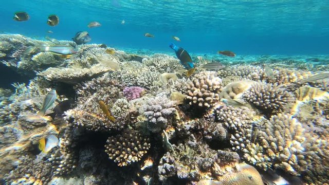The fauna of the Red Sea. Many fish swim over a coral reef. Dynamic video of fish in clear blue water. Beautiful background of the underwater world. Snorkeling, active rest.