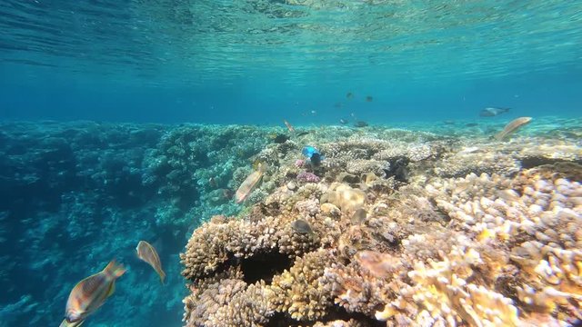 The fauna of the Red Sea. Many fish swim over a coral reef. Dynamic video of fish in clear blue water. Beautiful background of the underwater world. Snorkeling, active rest.