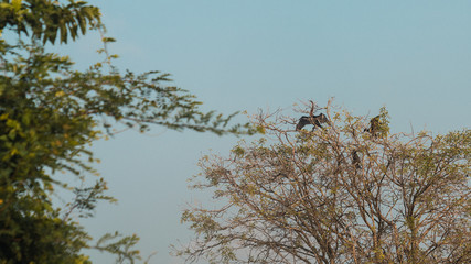 cormorant bird on top of a tree in Sri Lanka