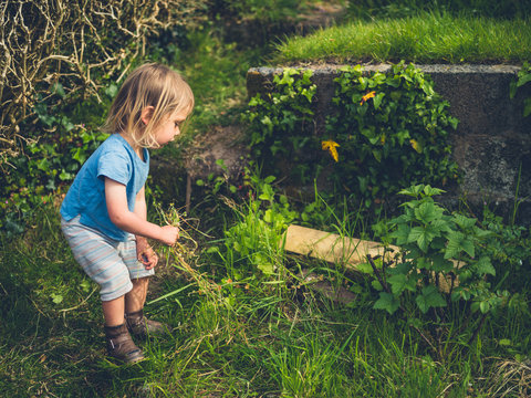 Little toddler pulling up weeds in the garden