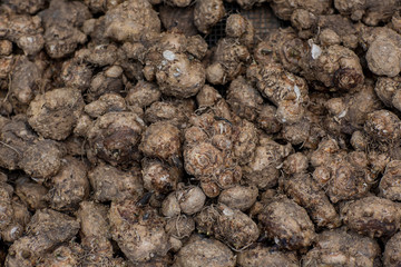 Flower bulbs in a basket prepared and selected for planting or storage