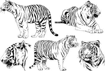 	 set of vector drawings on the theme of predators tigers are drawn by hand with ink tattoo logos	