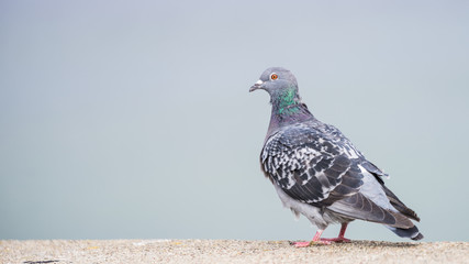 Wild urban pigeon dove