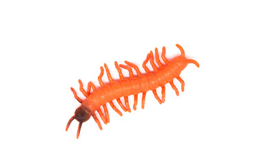 Toy centipede on white background