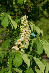 Chestnut flowers on tree, close-up.