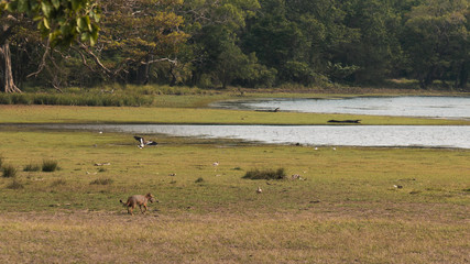 Wild jackal running on grassland in Sri Lanka