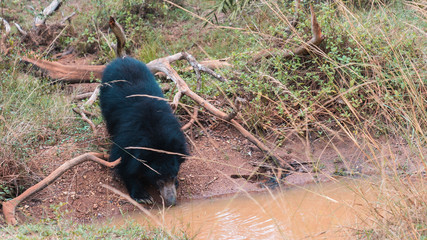 Wild sloth bear drinking water from pool in Wilpattu National Park in Sri Lanka