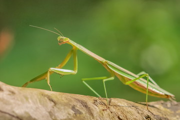Close-up Mantodea, Mantis green insect in nature with green nature blurred background, insect in Doi Inthanon, Thailand.