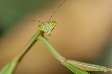 Close-up Mantodea, Mantis green insect in nature with green nature blurred background, insect in Doi Inthanon, Thailand.