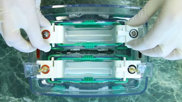Close-up scientist puts gel in capacity with electrophoresis buffer. Preparation of the device for electrophoresis. Medical device for analysis.