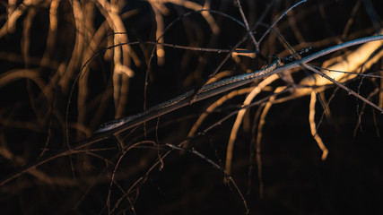 A nocturnal tree snake on tree branch in Sri Lanka