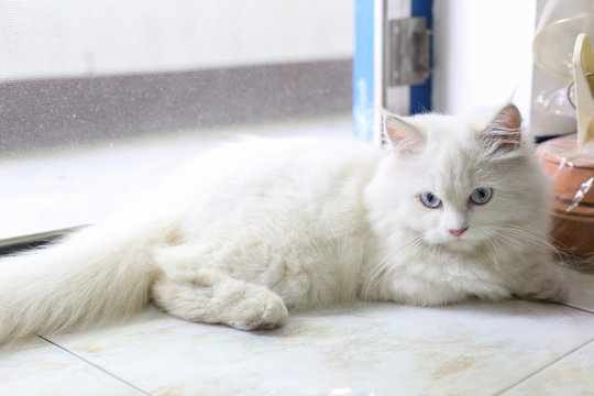 white persian cat is lying on ceramic floor next to door light from left side