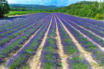 Provenza, campo di lavanda.