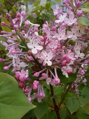 pink flowers in garden, flowering branch of lilac