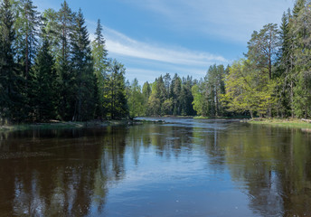 Swedish river and salmon area in spring