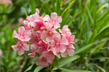 Nerium oleander is a shrub or small tree in the dogbane family Apocynaceae, toxic in all its parts.