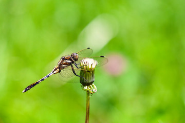 ムギワラトンボ