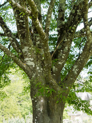Tronc et écorce gris argent du hêtre à feuilles de fougères ou hêtre lacinié - Fagus sylvatica 'asplenifolia' 