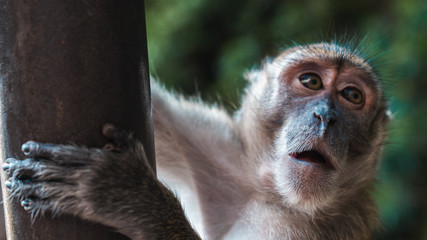 Wild macaque monkey feeding in Batu Caves, Kuala Lumpur, Malaysia