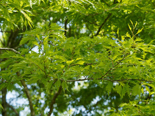 Fototapeta na wymiar Fagus sylvatica asplenifolia - Feuilles laciniées, découpées vert clair du hêtre lacinié ou hêtre à feuilles de fougères
