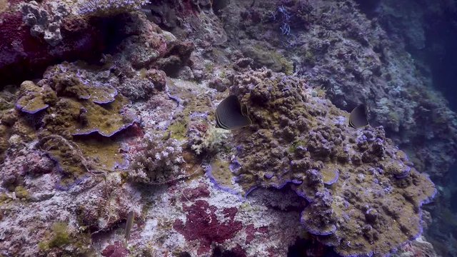Eastern triangular butterflyfish at the Philippines 
Filmed with Sony AX700 1080 HD 100FPS
Gates Underwater Housing