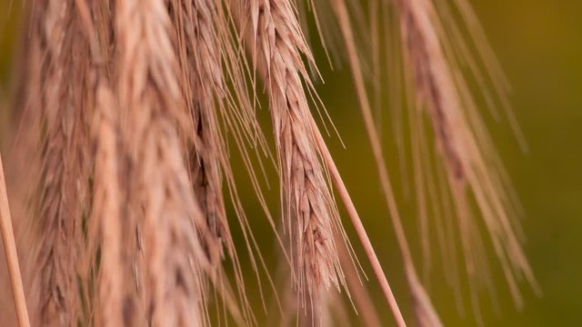 Sheaf of wheat flakes, rye flackes close-up. Symbol of prosperity. Wheat seeds, rye seeds in the flakes, drifting in the wind. Agriculture background. Bread production beginning. Organic weat, rye