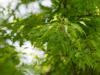 Fagus sylvatica asplenifolia - Feuilles découpées vert clair du hêtre lacinié ou hêtre à...