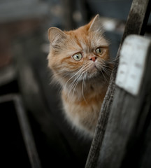 Persian ginger kitten on a dark background