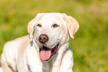 Labrador is lying on wood with grass background