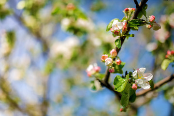Blooming Apple trees in the garden