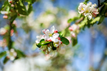Blooming Apple trees in the garden