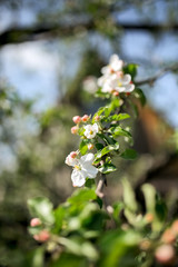 Blooming Apple trees in the garden
