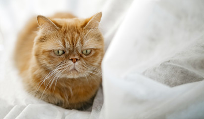 Persian kitten lying on a light background