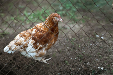 Red hens in the henhouse