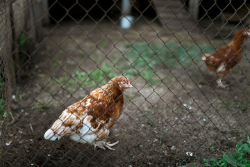 Red hens in the henhouse