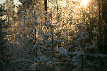 Winter sunset in the forest