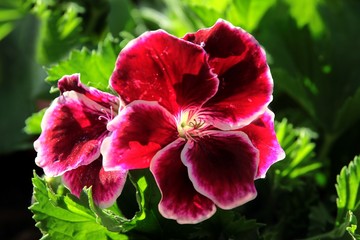 red,pink and purple flowers of geranium plant