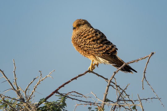 Greater Kestrel - Falco rupicoloides, beautiful small bird of prey from African savannas and forests, Etosha National Park, Namibia.